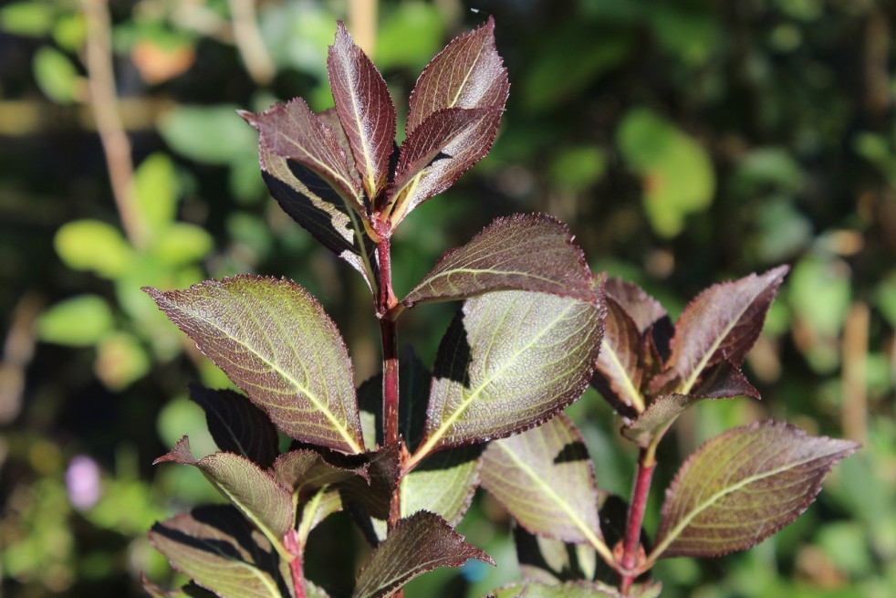 Purple dwarf Weigelia