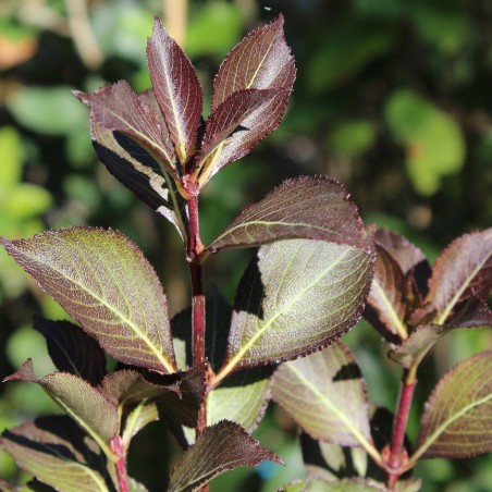 Rotblättrige Zwerg Weigelie Weigela Florida nana Purpurea