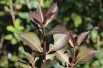 Weigelia pourpre nain