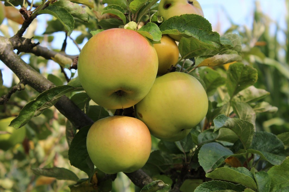Pommier Renette de Landsberg