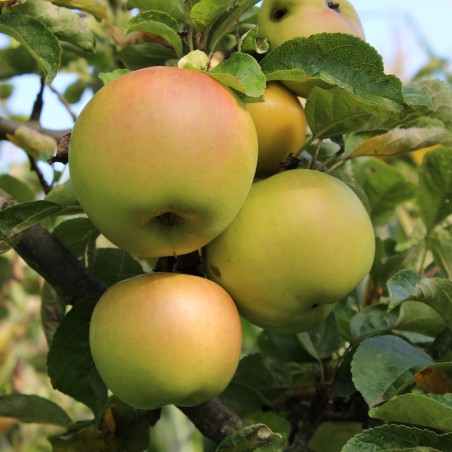 Pommier Renette de Landsberg