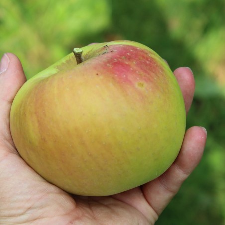 Pommier Renette de Landsberg