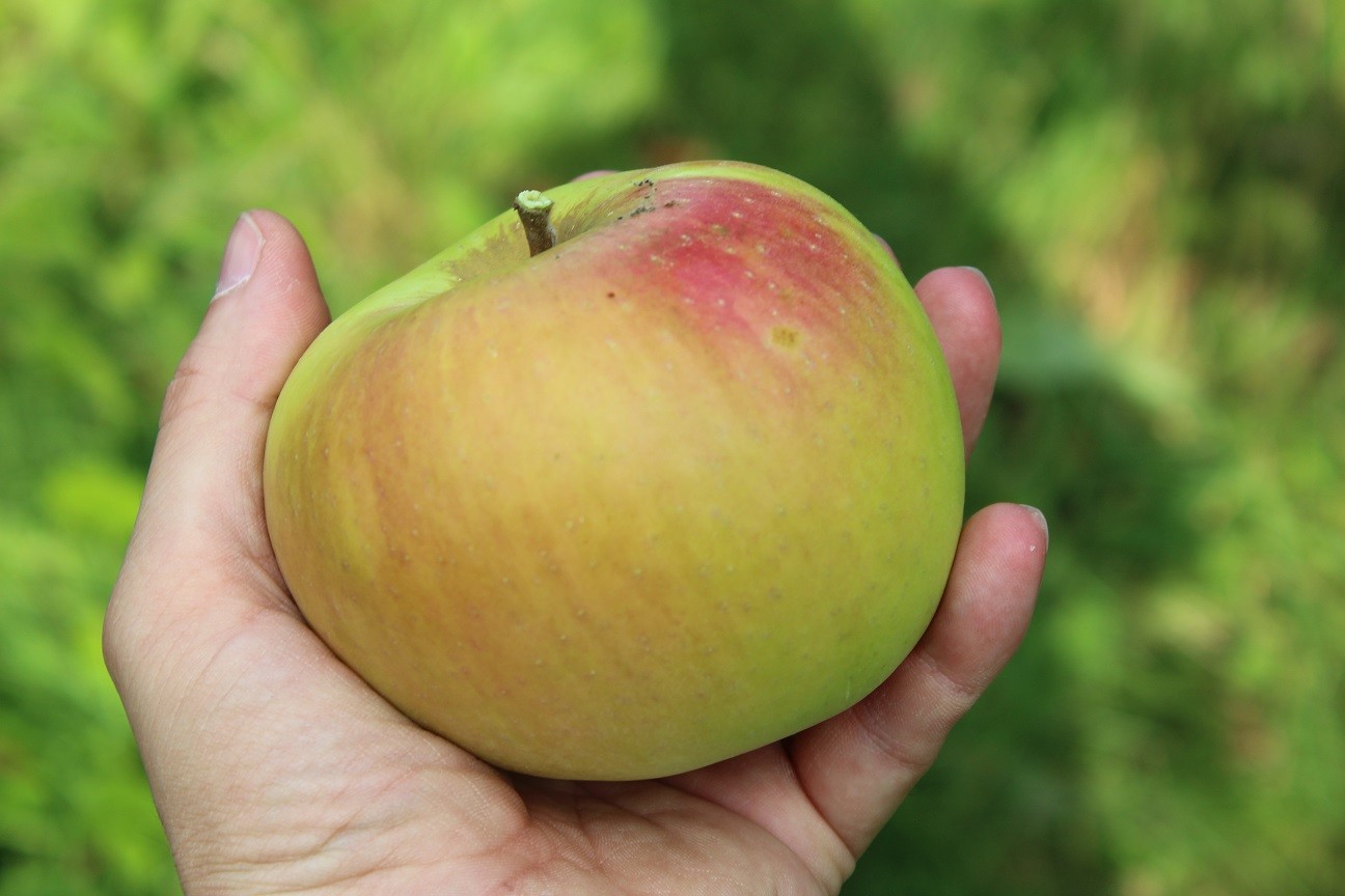 Landsberger Reinette appelboom