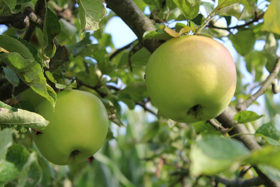 Pommier Renette de Landsberg