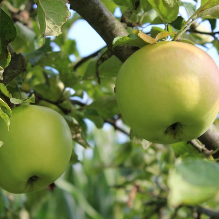 Pommier Renette de Landsberg