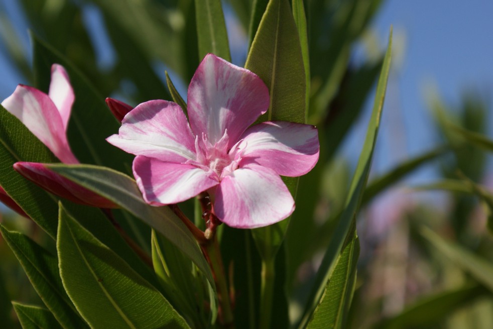 Laurier Rose Simie