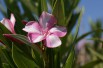 Oleander Simie Oleander Simie