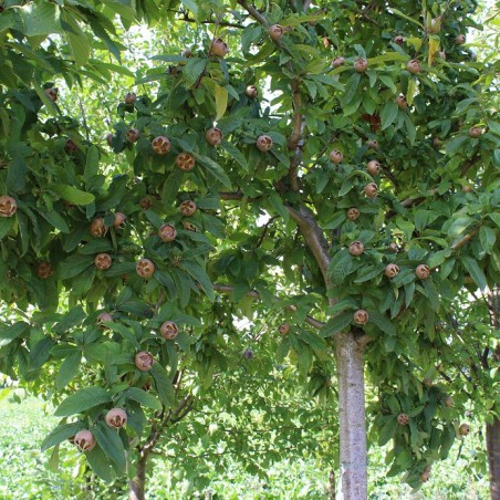 Royal Medlar tree