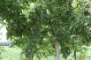 Royal Medlar tree