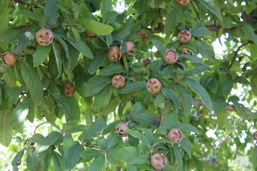 Royal Medlar tree