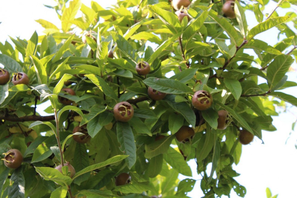 Royal Medlar tree