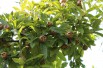 Royal Medlar tree