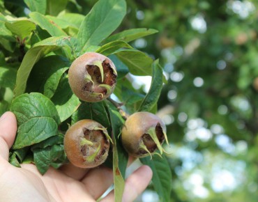 Royal Medlar tree