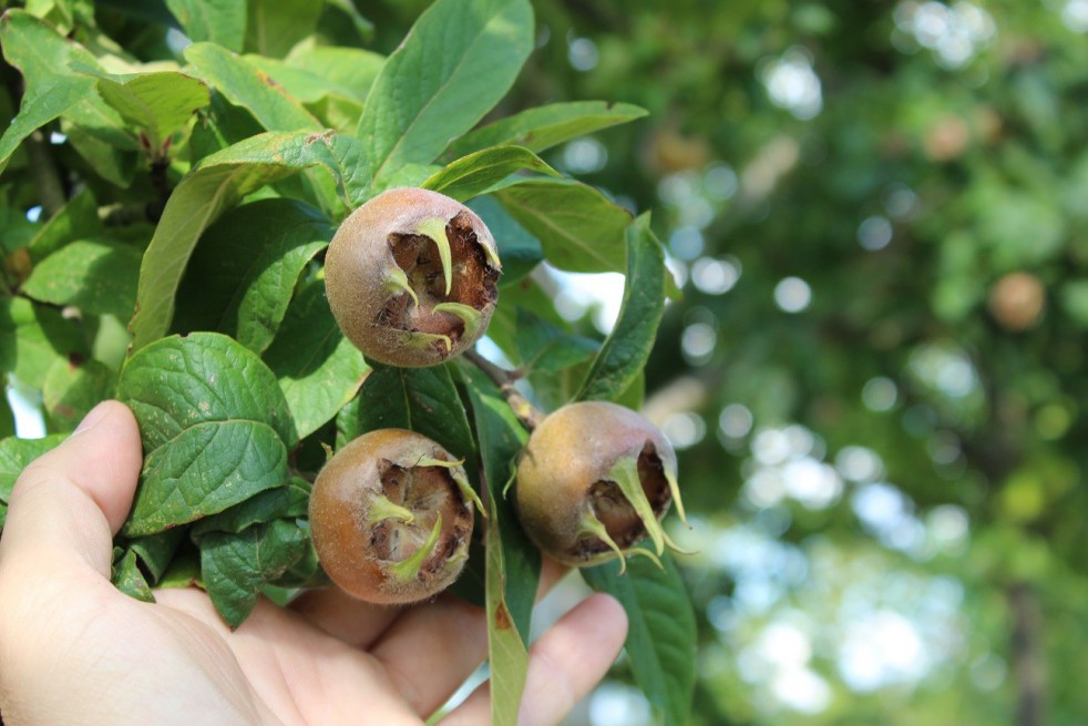 Mespilus germanica