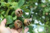 Royal Medlar tree