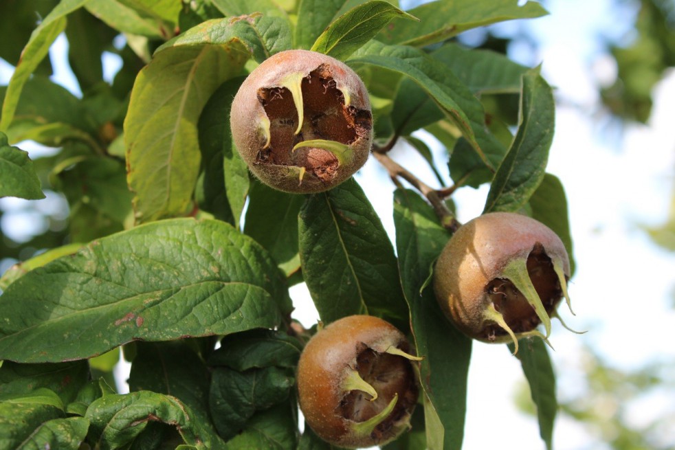 Royal Medlar tree