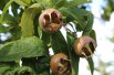 Royal Medlar tree