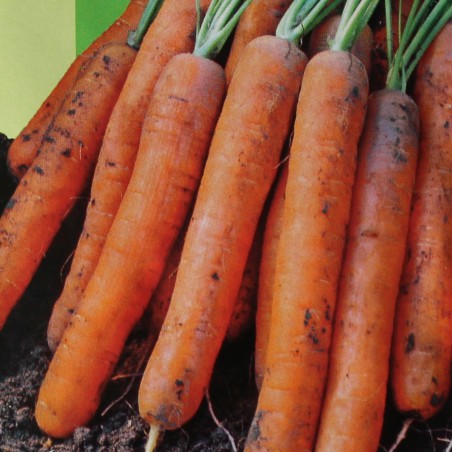 Seeds Very early Amsterdam Adam carrot - Daucus carota Adam