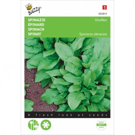 Semences Épinard géant d'hiver - Spinacia oleracea