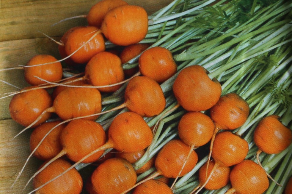 Carotte ronde de Paris Carotte ronde de Paris