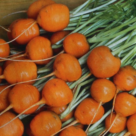 Carotte ronde de Paris