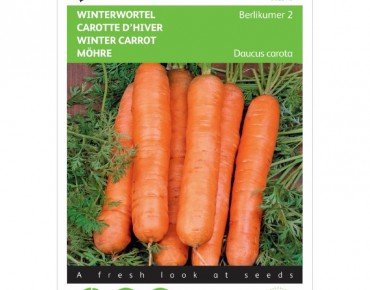 Berlikum Winter carrot