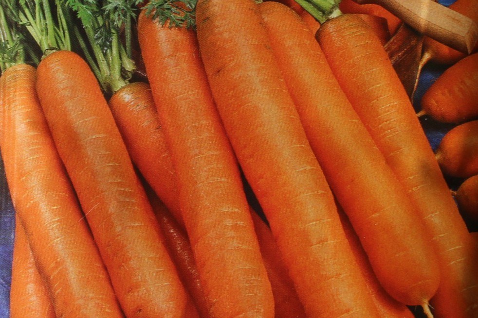 Berlikum Winter carrot Berlikum Winter carrot