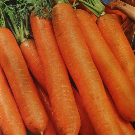 Berlikum Winter carrot