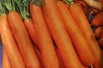 Berlikum Winter carrot Berlikum Winter carrot
