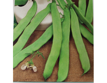 Zaden Dwerg stamsnijbonen Admires - Phaseolus vulgaris