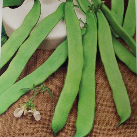 Zaden Dwerg stamsnijbonen Admires - Phaseolus vulgaris