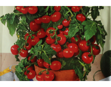 Zaden Balkontomaten Maja - Solanum lycopersicum
