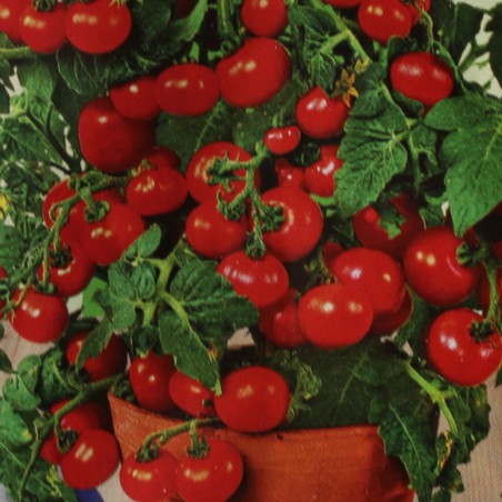 Samen Tomate Maja pour balcons - Solanum lycopersicum