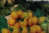 Tomate cerise jaune Tomate cerise jaune