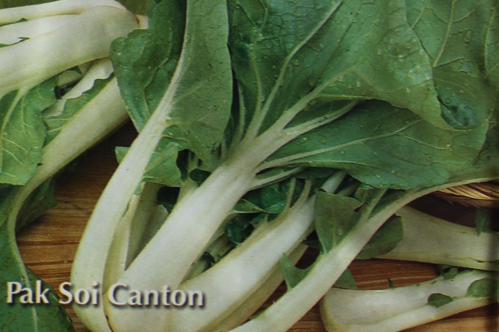 Pak choi Canton