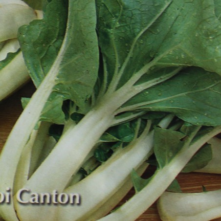 Pak choi Canton