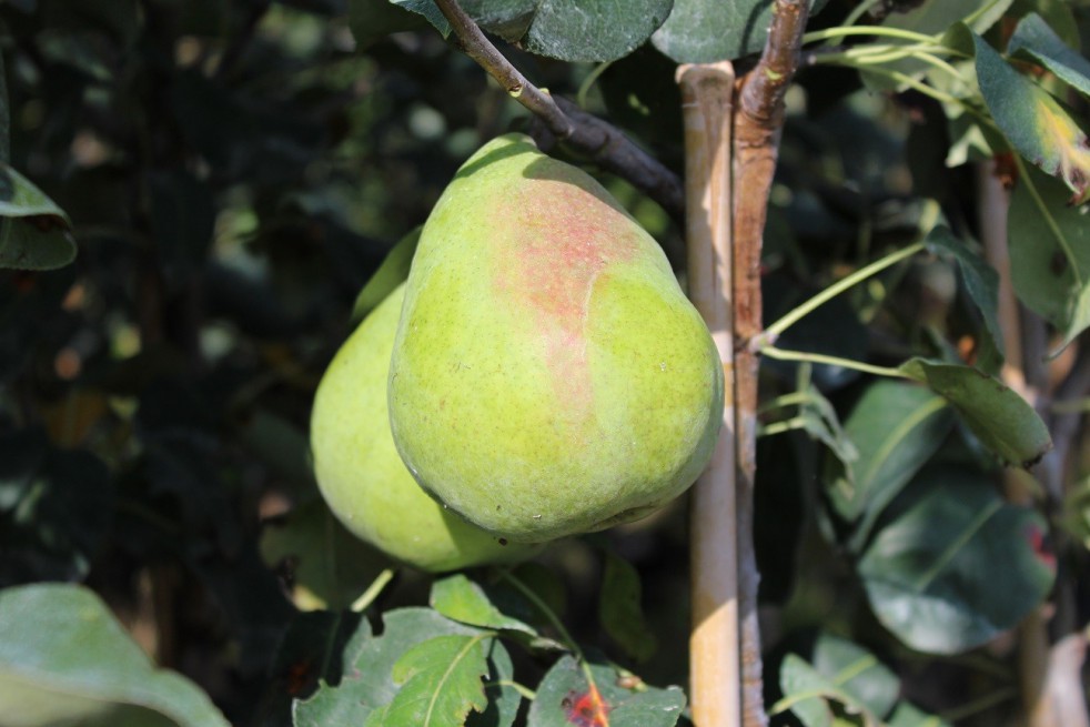 Pear tree Obelisk® « columnar »