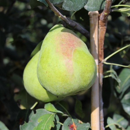 Pear tree Obelisk® « columnar »