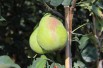 Pear tree Obelisk® « columnar »