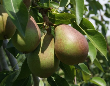 Pear tree Obelisk® « columnar »