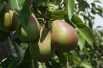 Pear tree Obelisk® « columnar »
