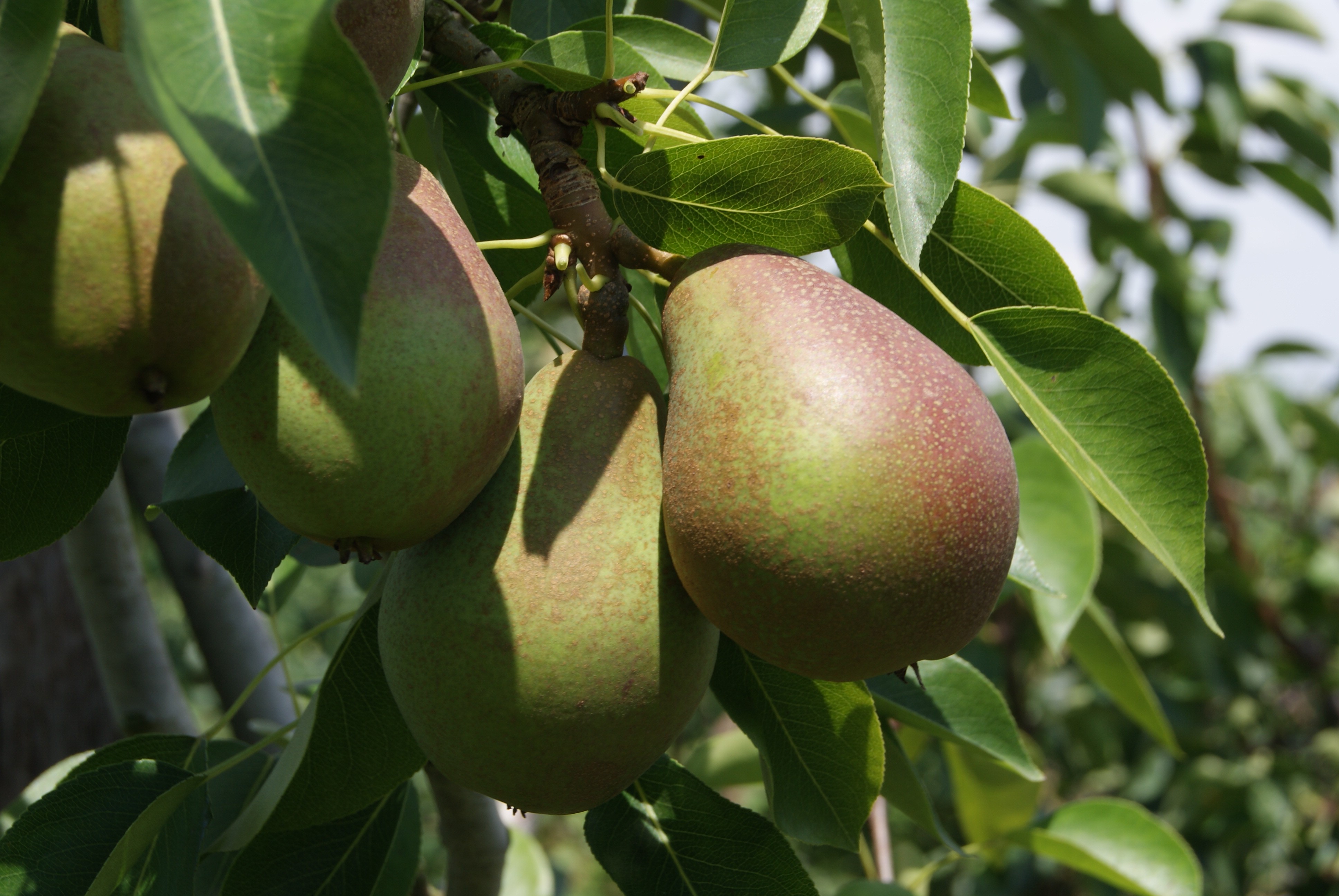 Pear tree Obelisk® « columnar »