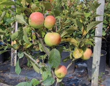 Apple tree « Mini-cox® »