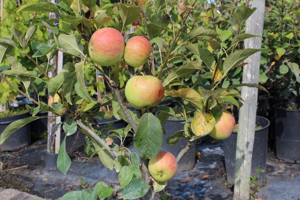 Apple tree « Mini-cox® »
