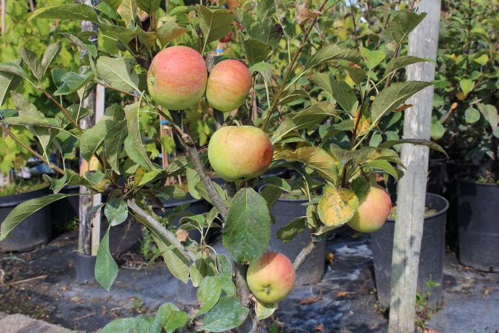 Pommier nain « Mini-cox® »
