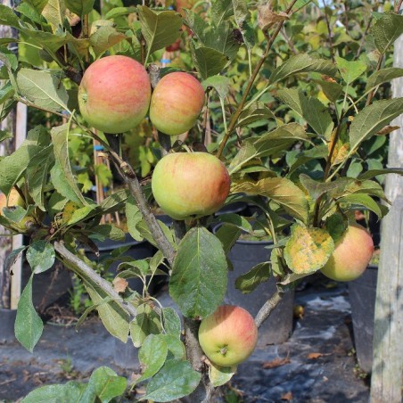 Appelboom « Mini-cox® »