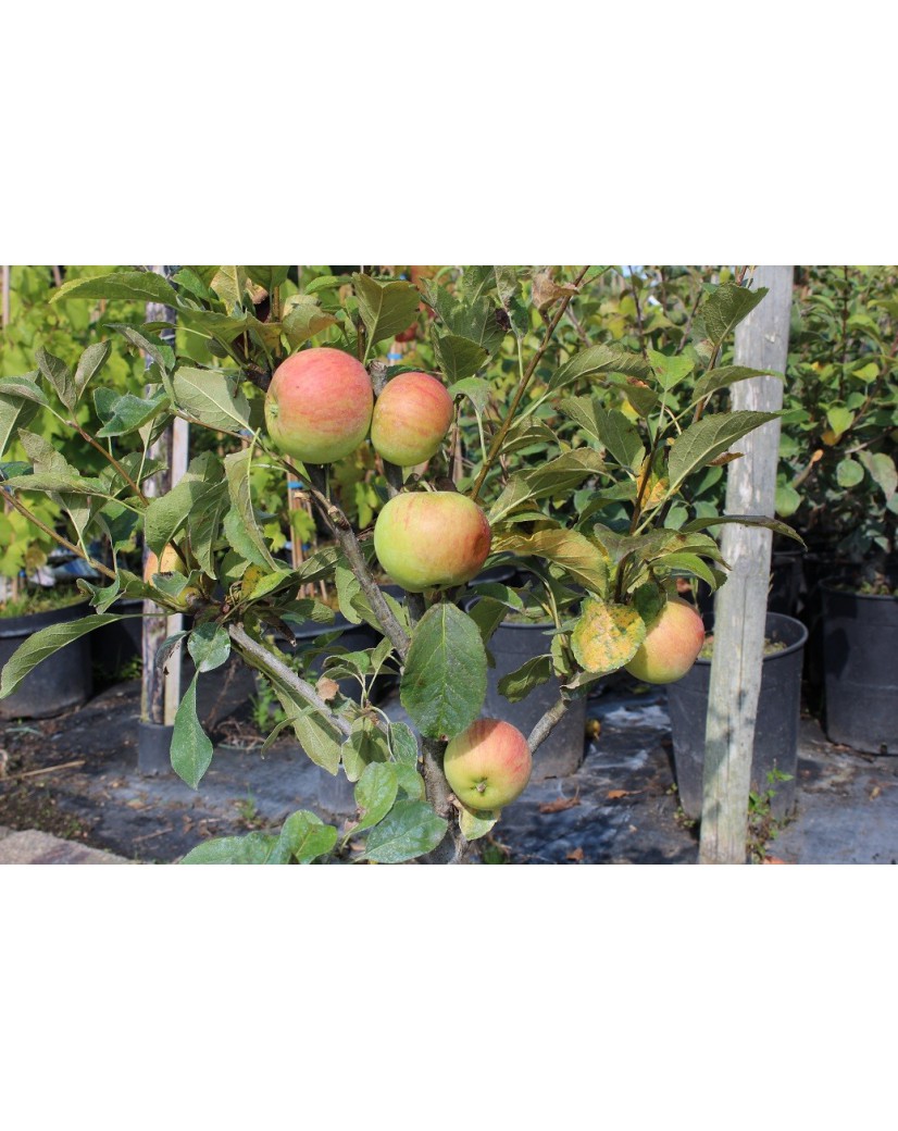 Braeburn apple tree Malus Domestica Braeburn