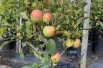 Apple tree « Mini-cox® »