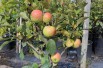 Pommier nain « Mini-cox® »