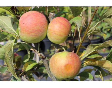 Pommier nain « Mini-cox® »